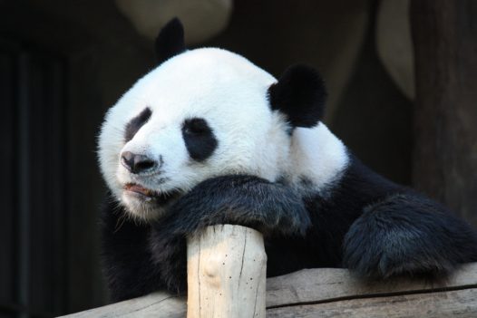 The Top 40 Panda Jokes That Will Make You LOL | Les Listes